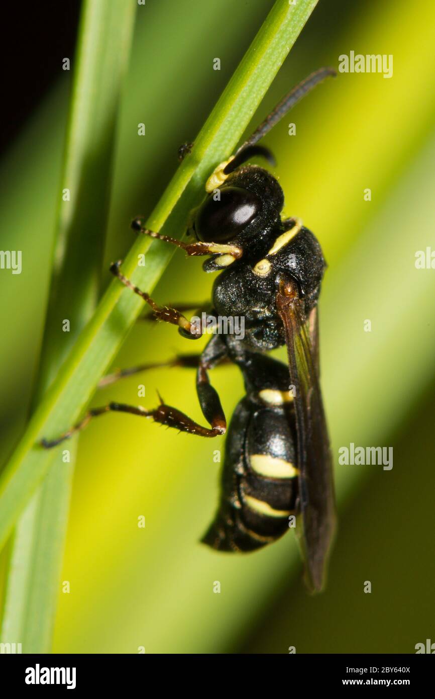 Sand Wasp roosting on Poa grass. Stock Photo