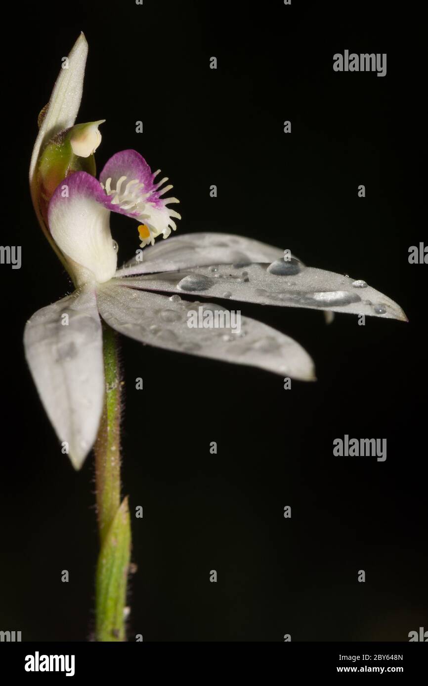 Variable White Fingers orchid flower. Stock Photo
