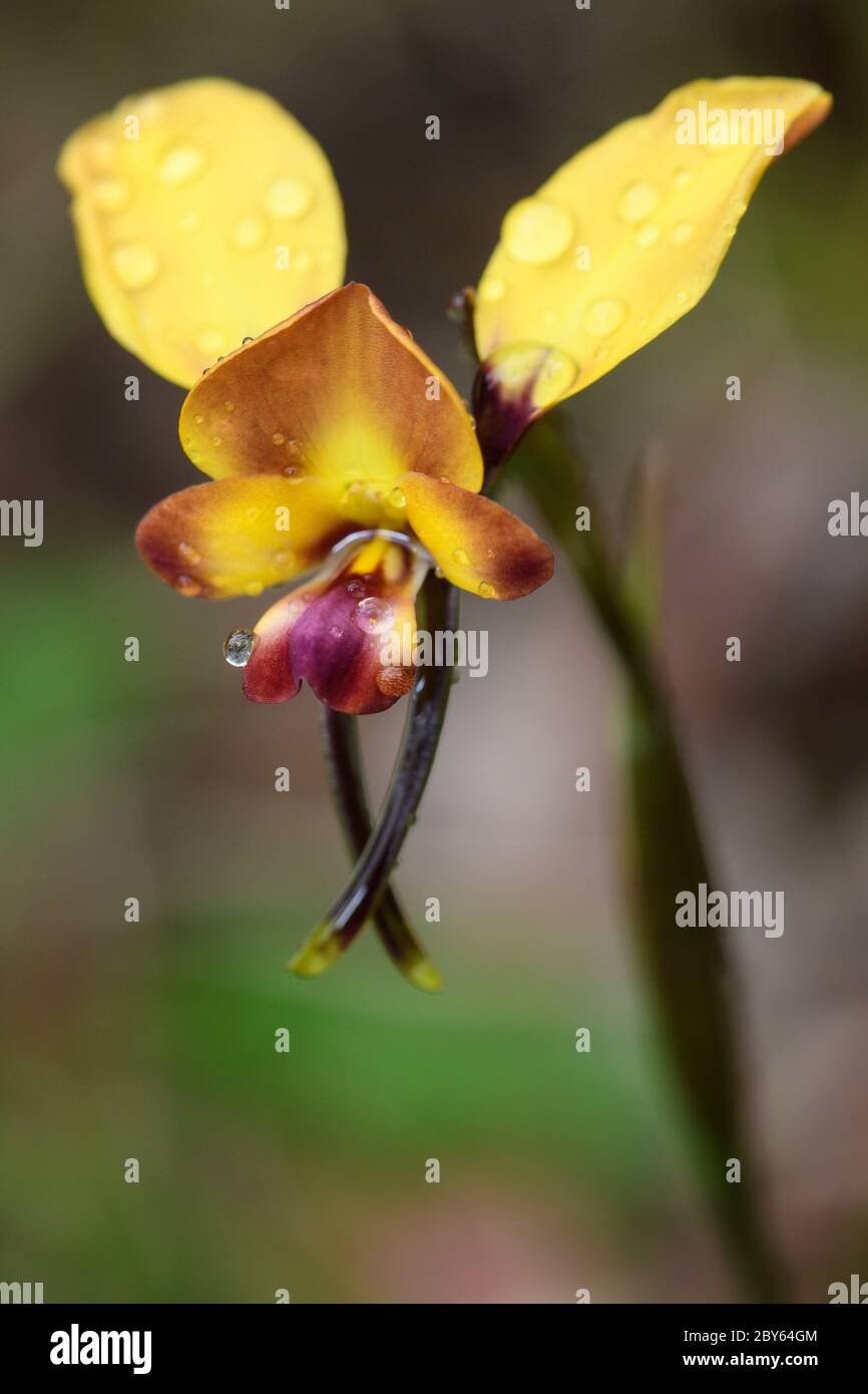 Donkey Orchid flower. Stock Photo