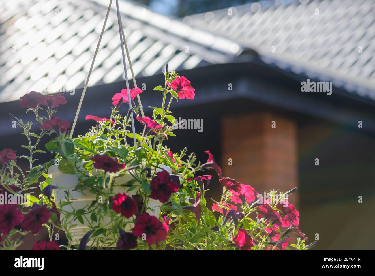 colorful petunia flowers. Purple flower on a green background. Hanging Flowers Pot Containing on The Roof. Pink Petunias Stock Photo