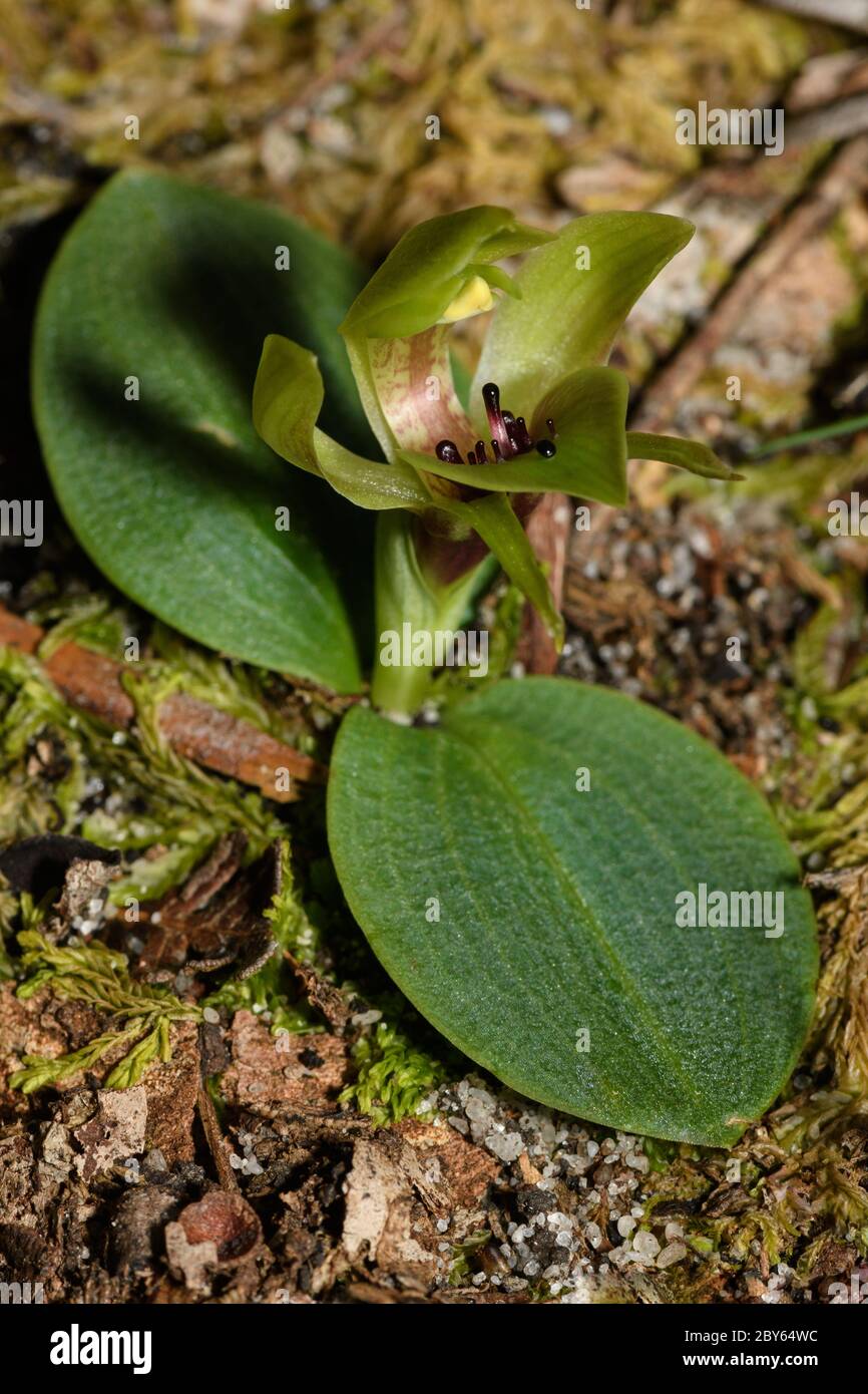 Common Bird Orchid. Stock Photo