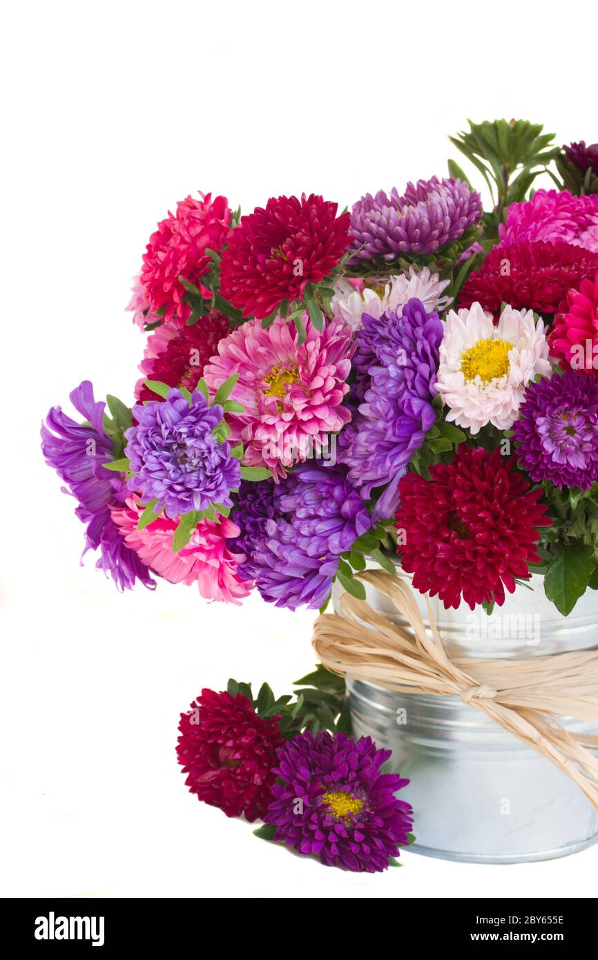 aster flowers Stock Photo