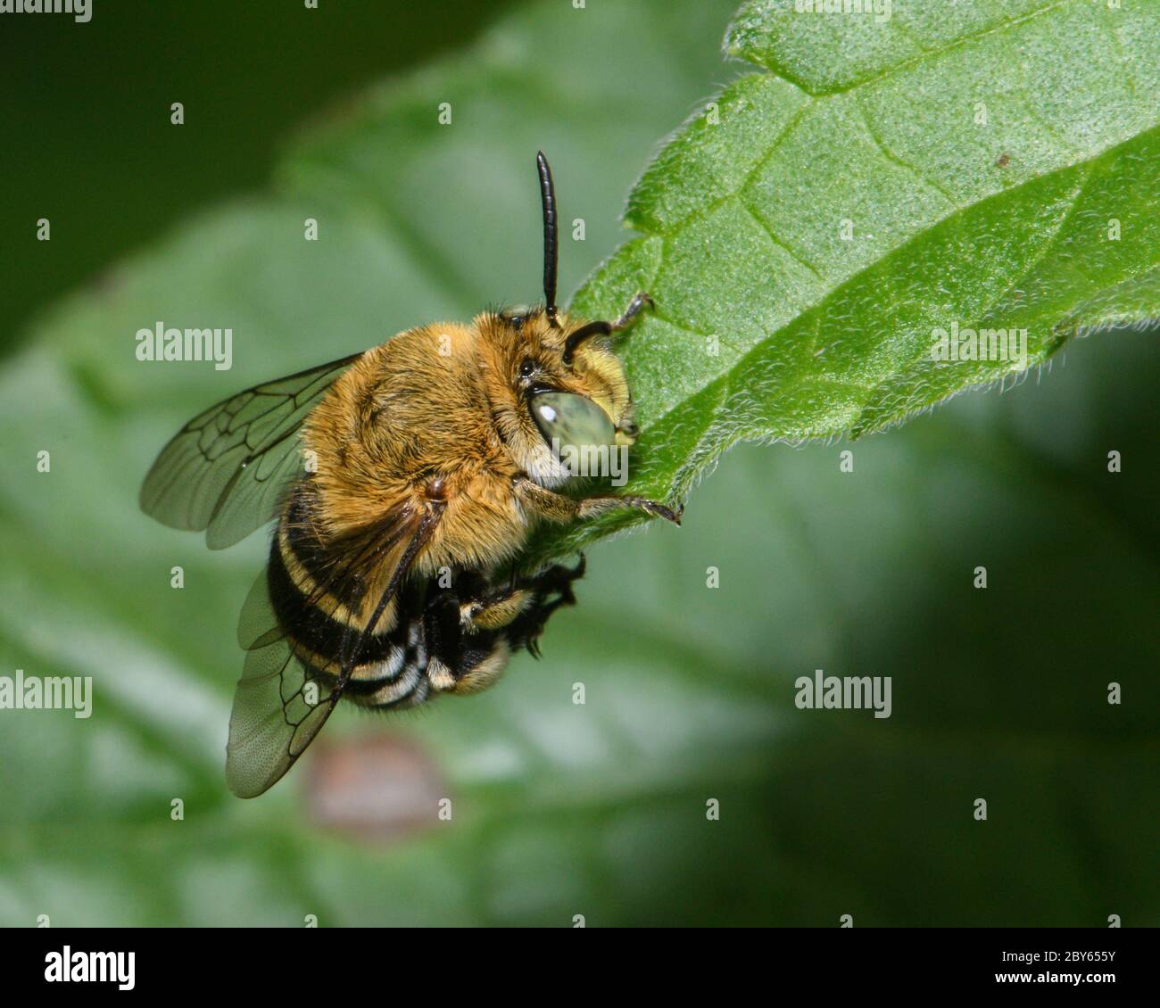 Blue Banded Bee resting on a leaf. Stock Photo