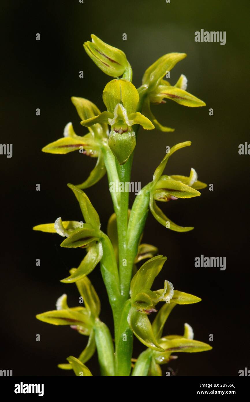 Yellow Leek Orchid flowers. Stock Photo