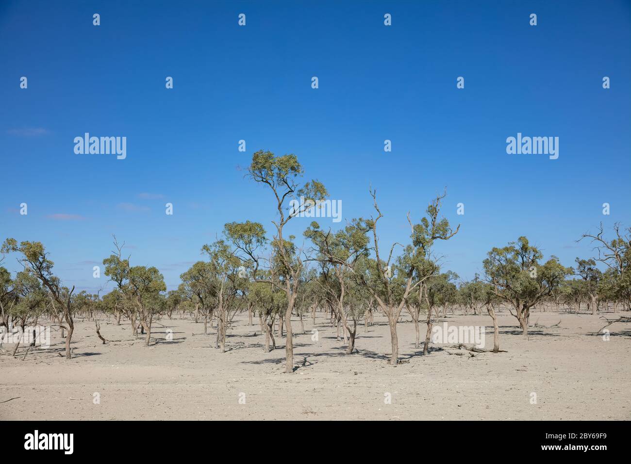 Drought affected trees next to the road in outback South Australia Stock Photo