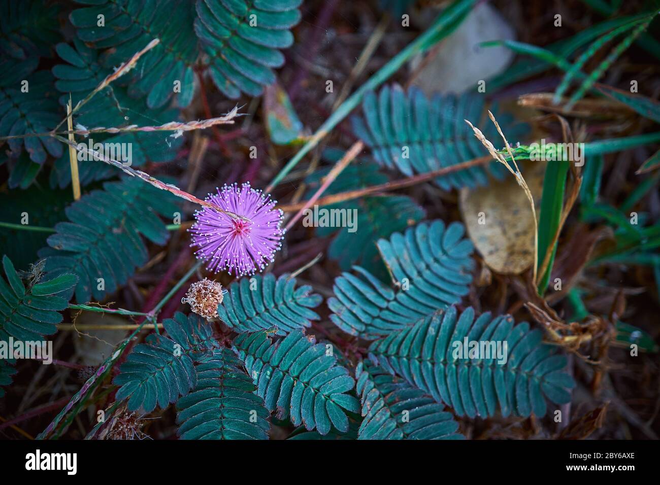 the-sensitive-plant-sleepy-plant-or-the-touch-me-not-herb-flower-stock