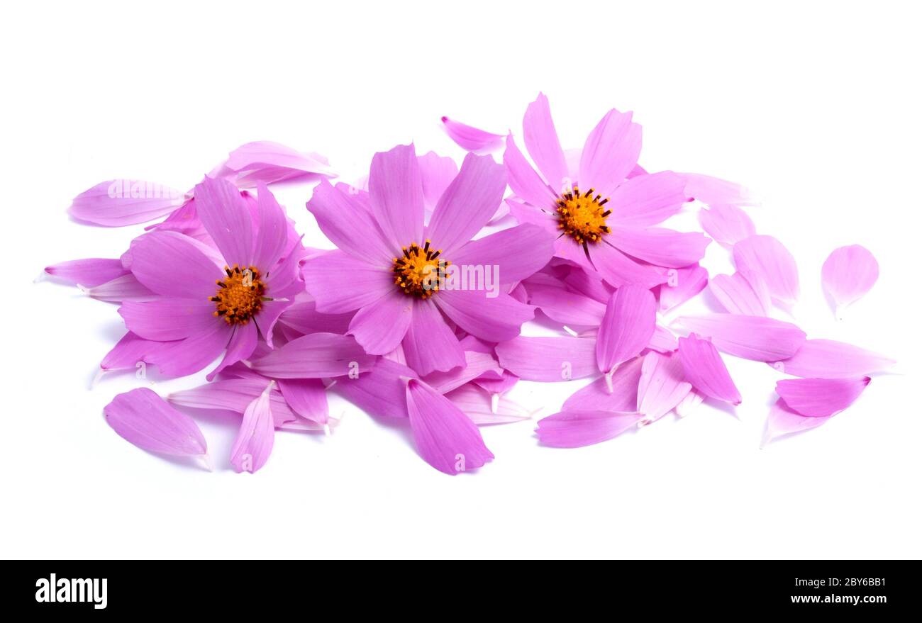 Flowers with petals isolated on white background Stock Photo - Alamy