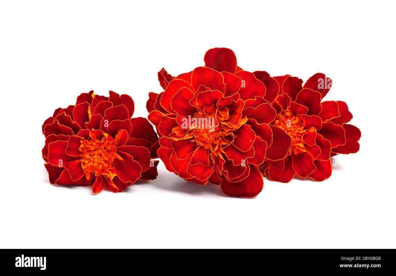 Flowers without leaves isolated on white background Stock Photo Alamy