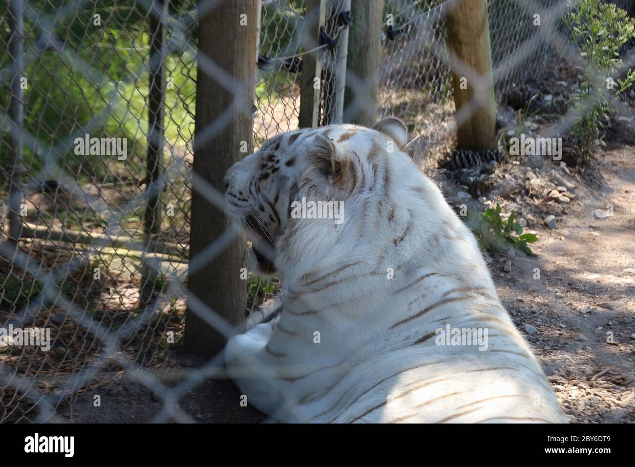 A Bengal Tiger, a rare and threatened species, in the spacious