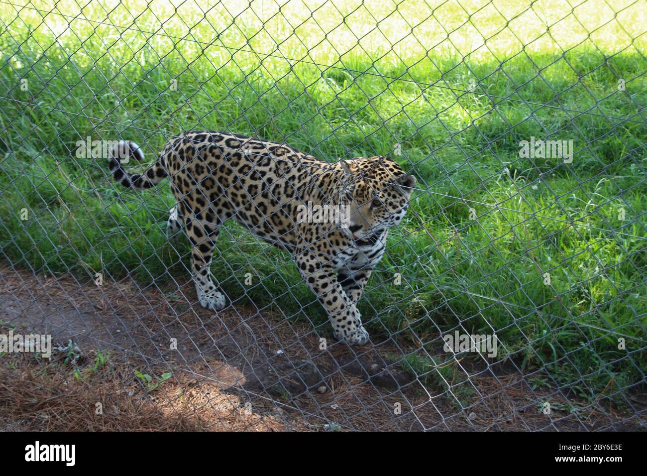 Leopard - Jukani Wildlife Sanctuary, Plettenberg Bay, South Africa