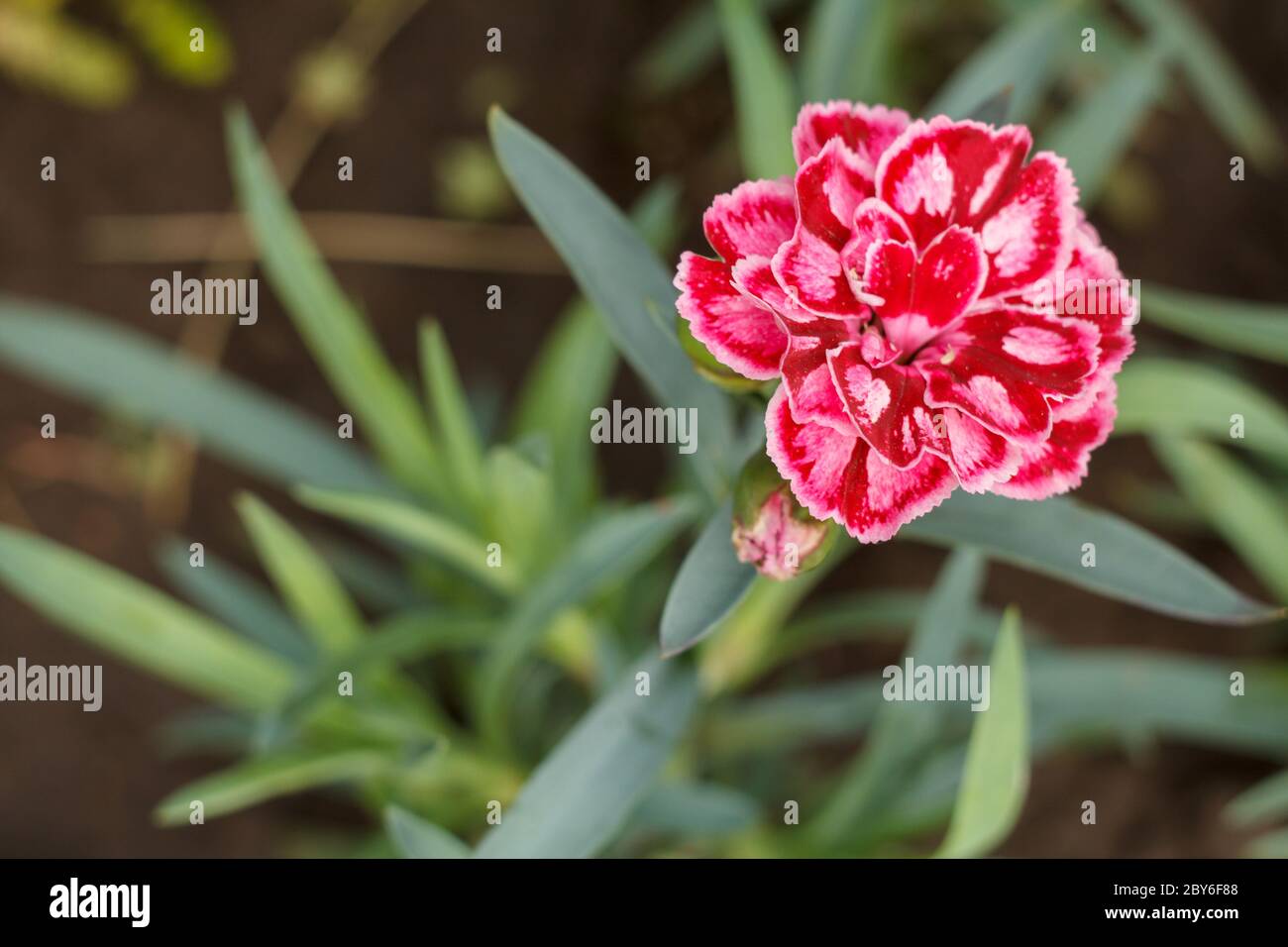 Red carnation growing on a garden bed. Flower bed organization Stock