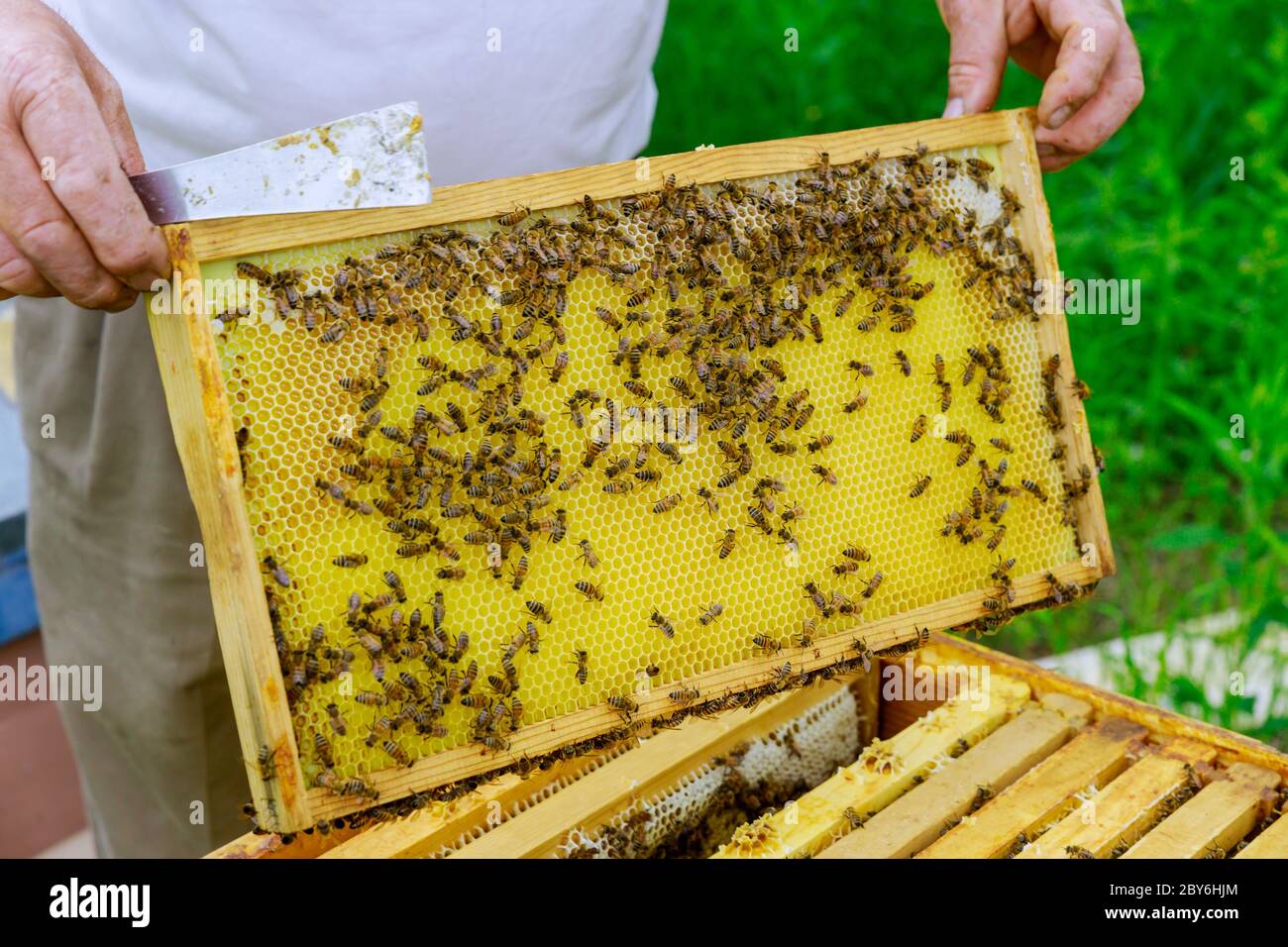 Apiform Sit-In Beekeeping for all - English version