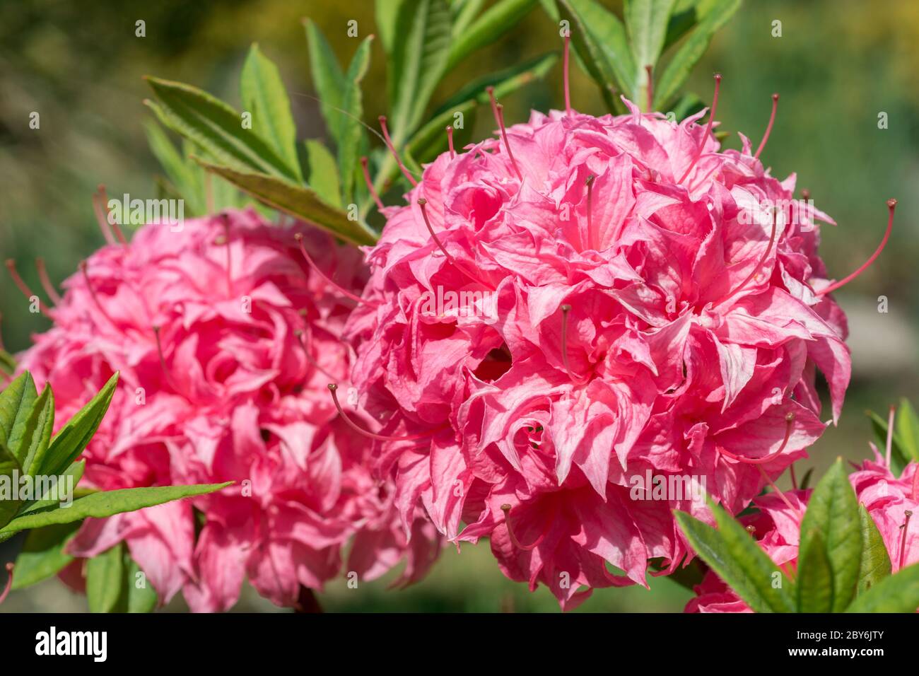 Flower Pink Rhododendron close-up Stock Photo - Alamy