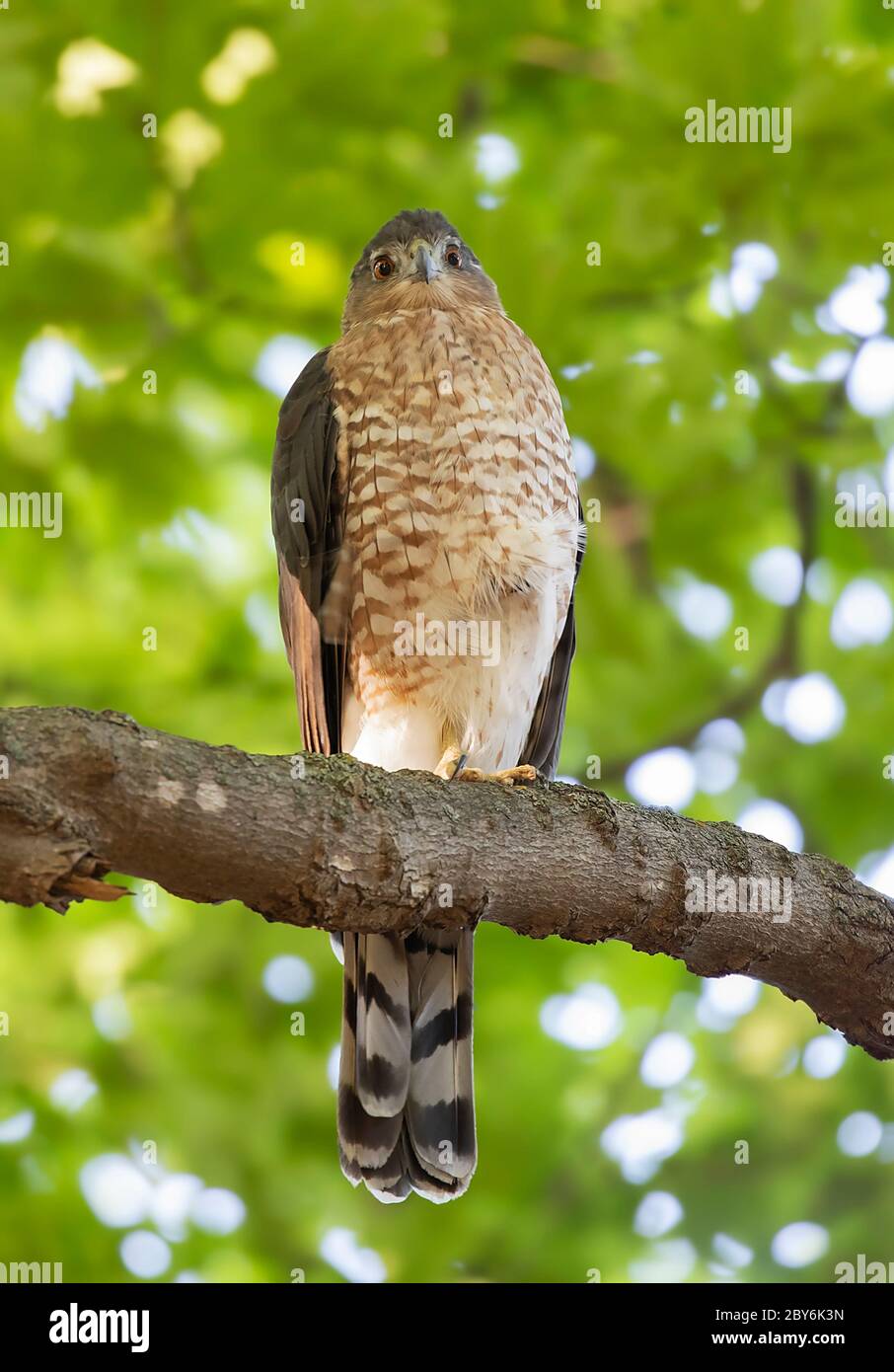 Coopers Hawk Female Hi Res Stock Photography And Images Alamy