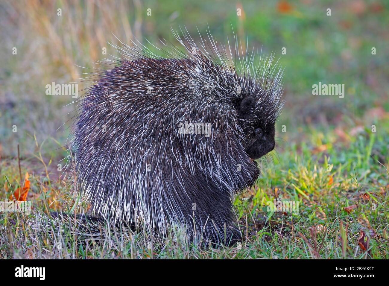 Porcupine eating in the summer meadow in Canada Stock Photo
