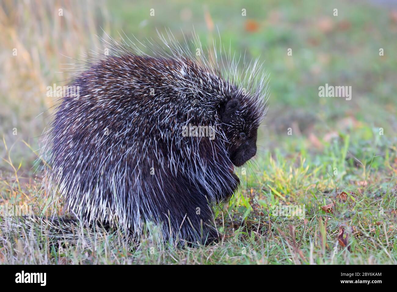 Porcupine eating in the summer meadow in Canada Stock Photo Alamy