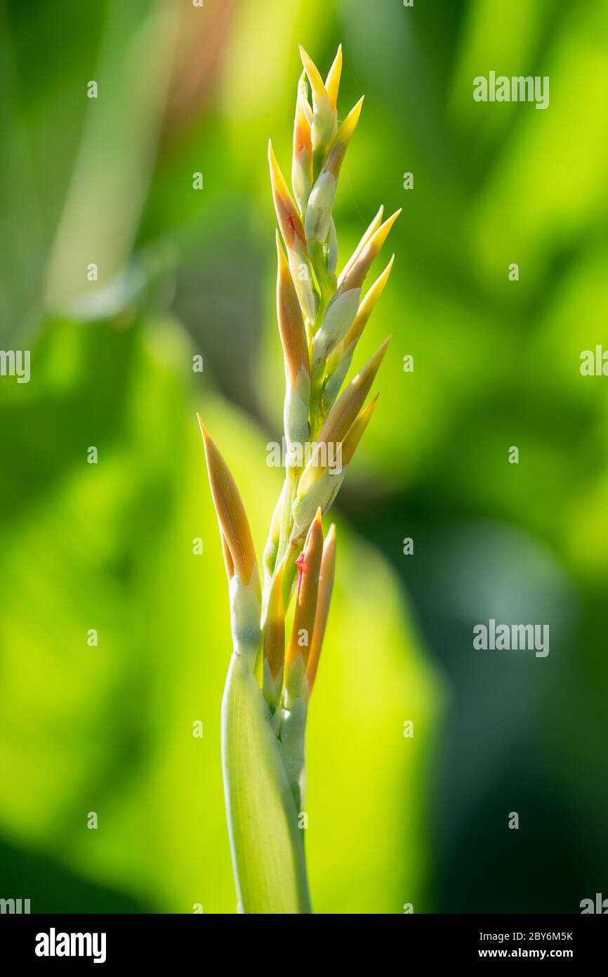 Flower Of Canna In Buds Stock Photo Alamy