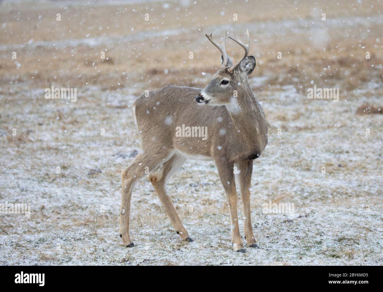 White-tailed deer buck walking in the falling snow in Canada Stock Photo