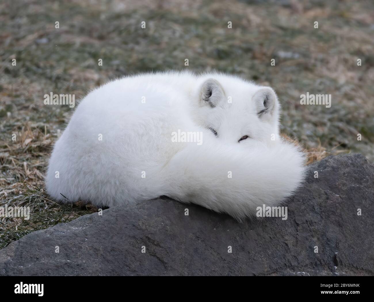 Illustration, white adult and baby Arctic Lemmings