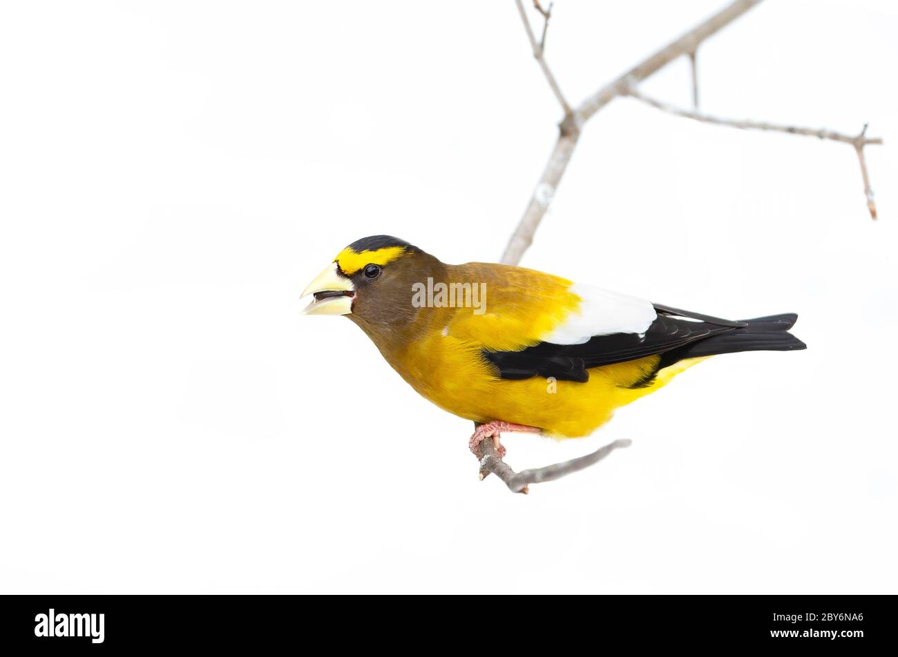 Evening Grosbeak (Coccothraustes vespertinus) male perched on a branch in Algonquin Park Stock Photo