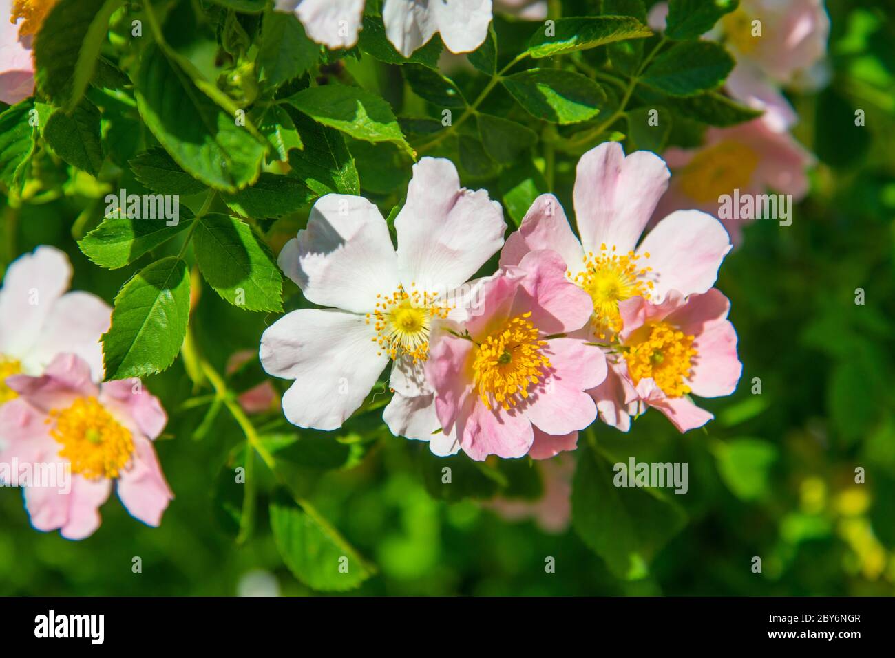 Wild rose flowers. Stock Photo