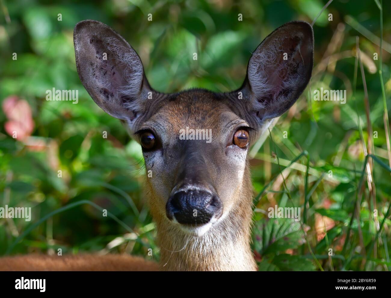 Female White-tailed deer doe up close in the grassy meadows of spring ...