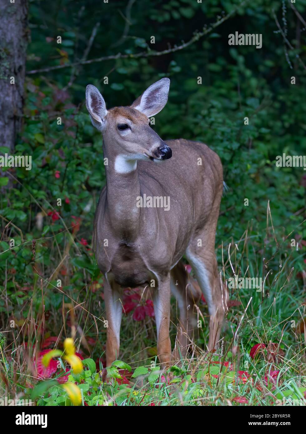 Mammal female hi-res stock photography and images - Alamy