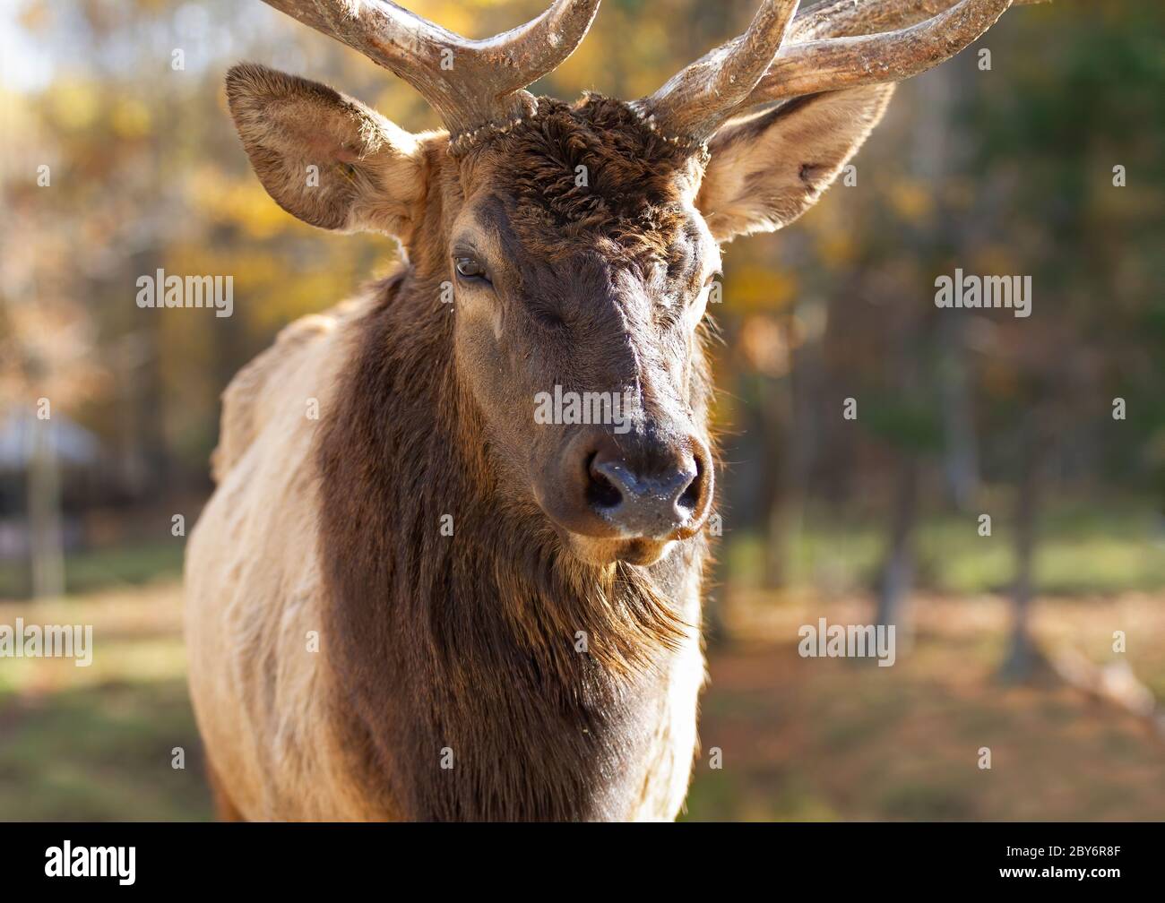 Bull Elk standing in the forest on a cold autumn day in Canada Stock Photo