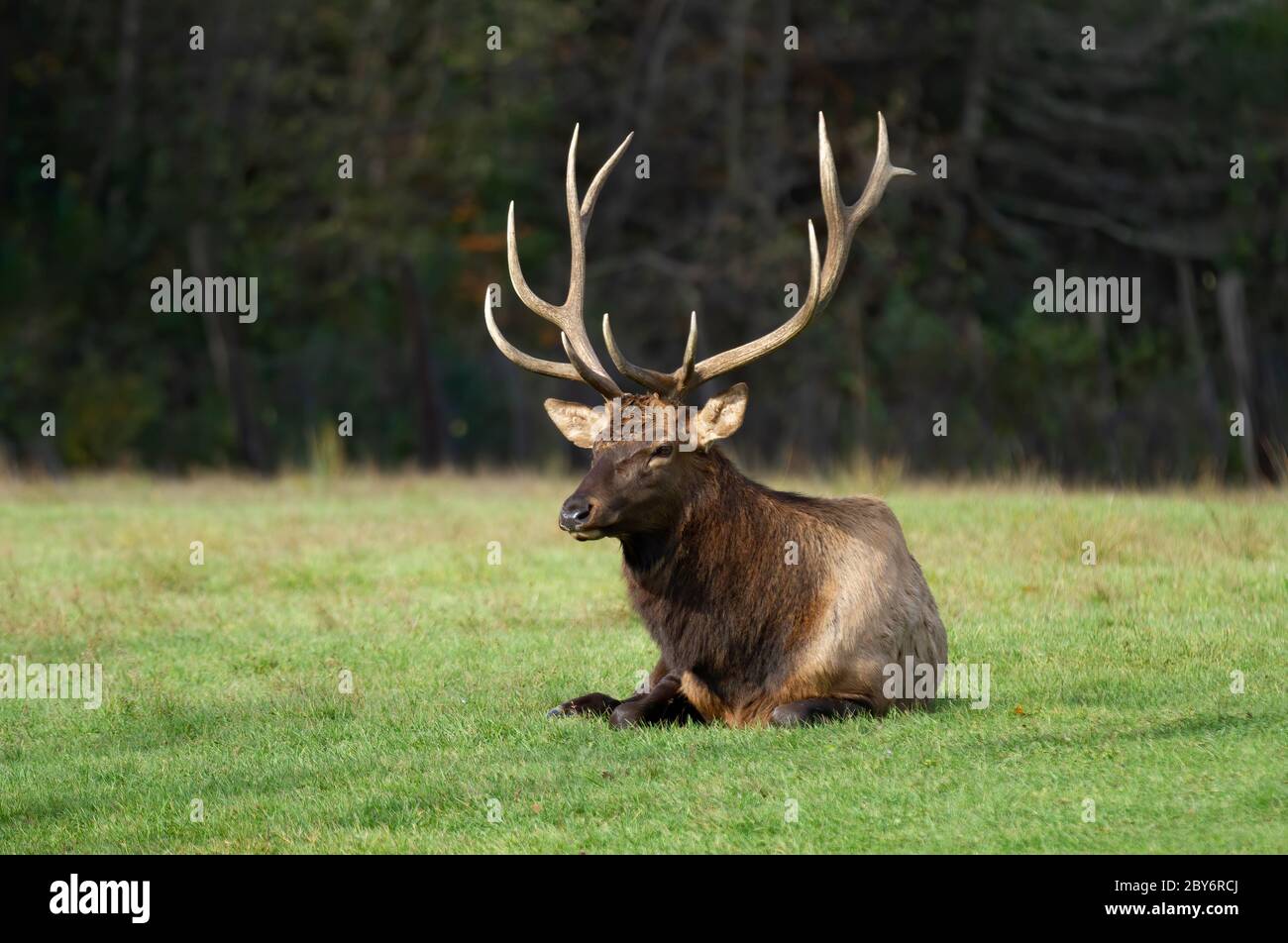 Bull Elk with large antlers sitting in the forest on a cold spring day in Canada Stock Photo