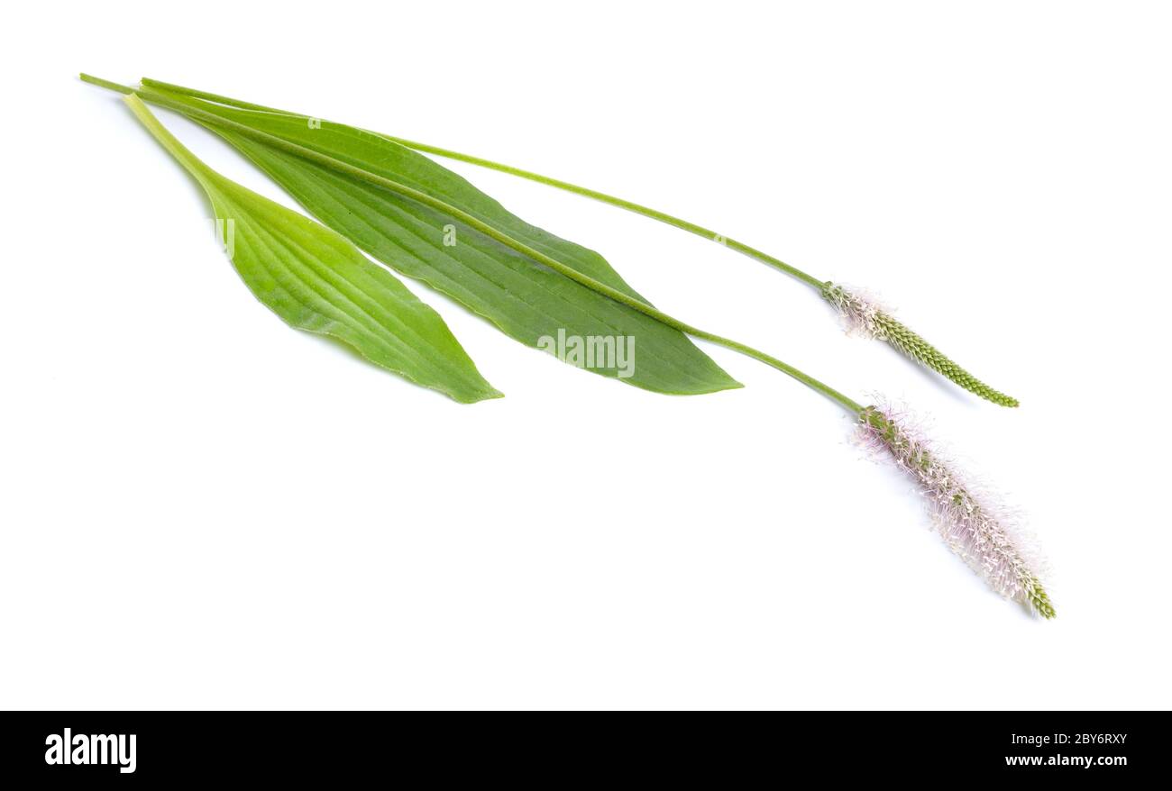Plantago media, known as the hoary plantain. Isolated on white background Stock Photo