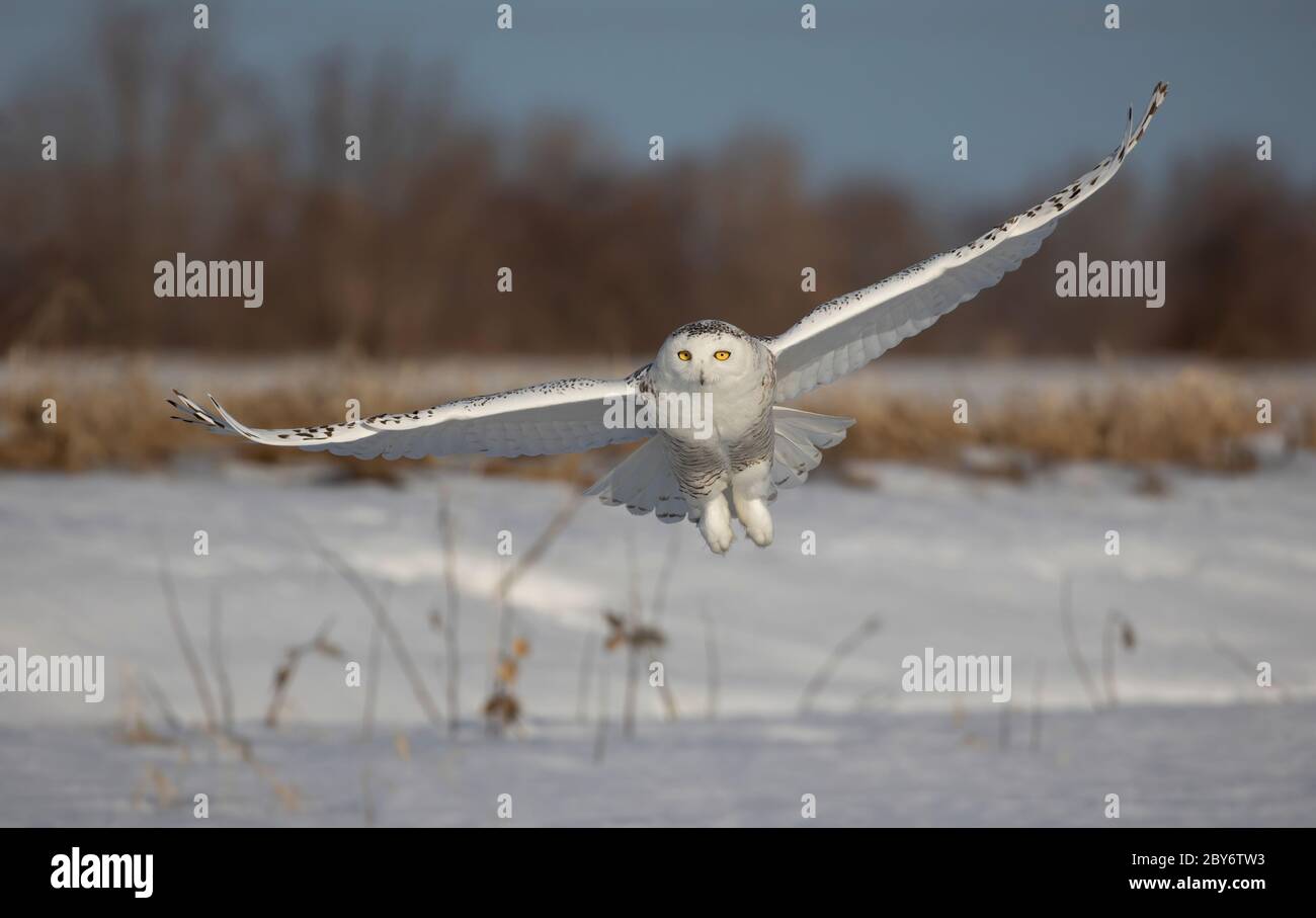Snowy owl (Bubo scandiacus) flying low and hunting over a snow covered field in Ottawa, Canada Stock Photo