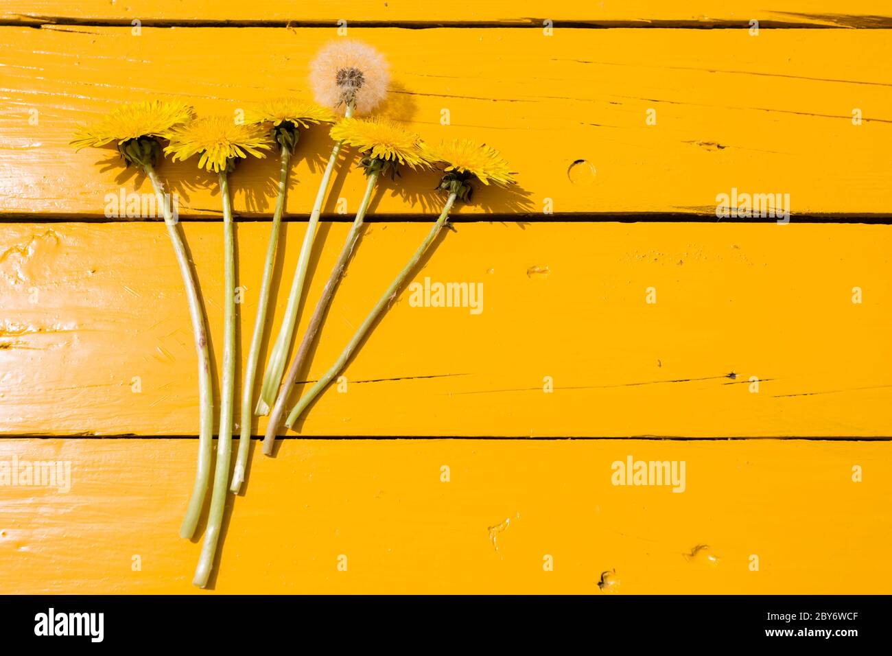 Bright yellow dandelions and one dandelion blowball on the yellow wooden background, summer concept, copy space. Stock Photo