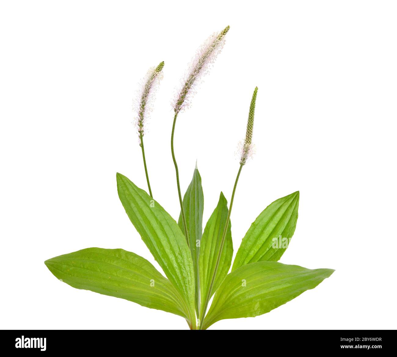 Plantago media, known as the hoary plantain. Isolated on white background Stock Photo