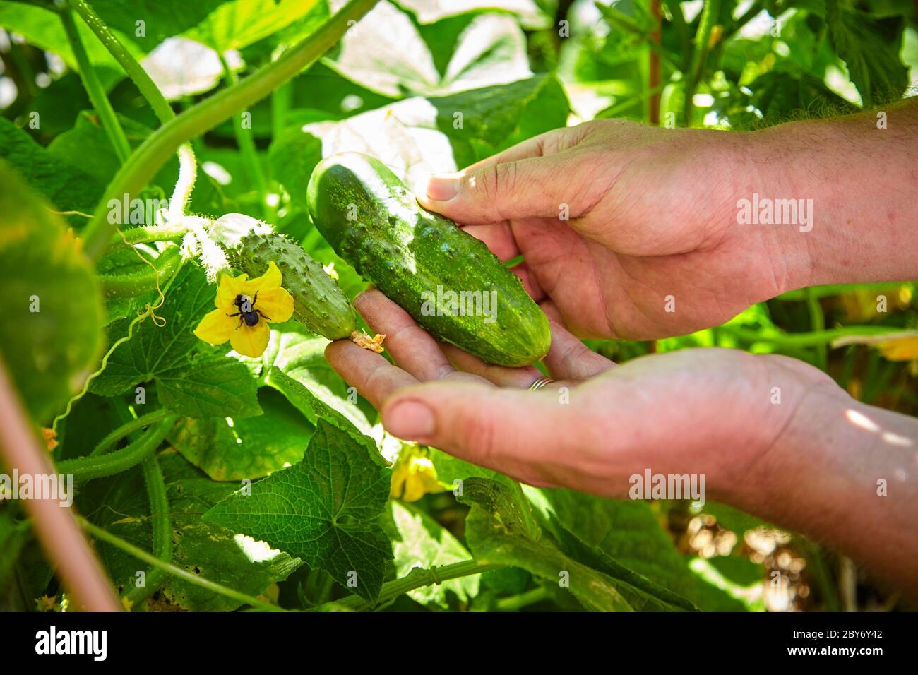 White Male Adult Hands Picking a Single Fresh Cucumber from the Vine with Bee in Flower Stock Photo