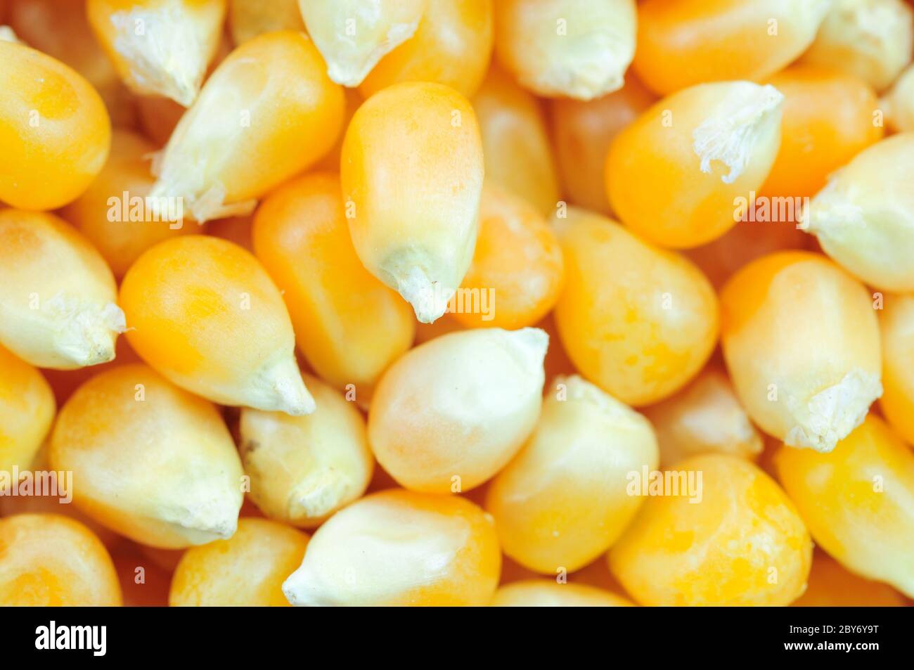 Corn seeds background Stock Photo Alamy