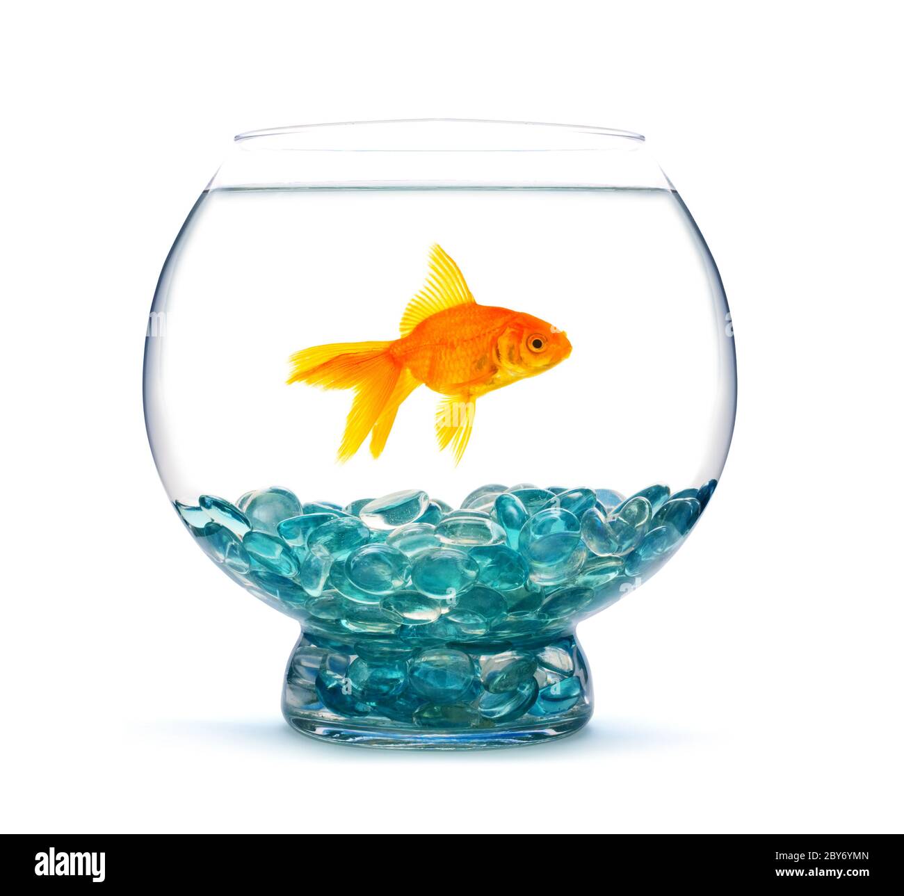 Goldfish in aquarium on a white background Stock Photo - Alamy