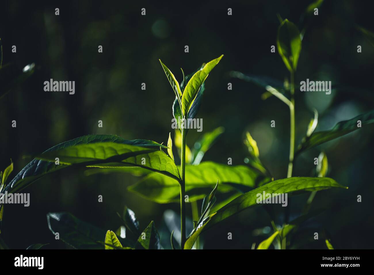 Close-Up Of Dark green leaves black background Stock Photo - Alamy
