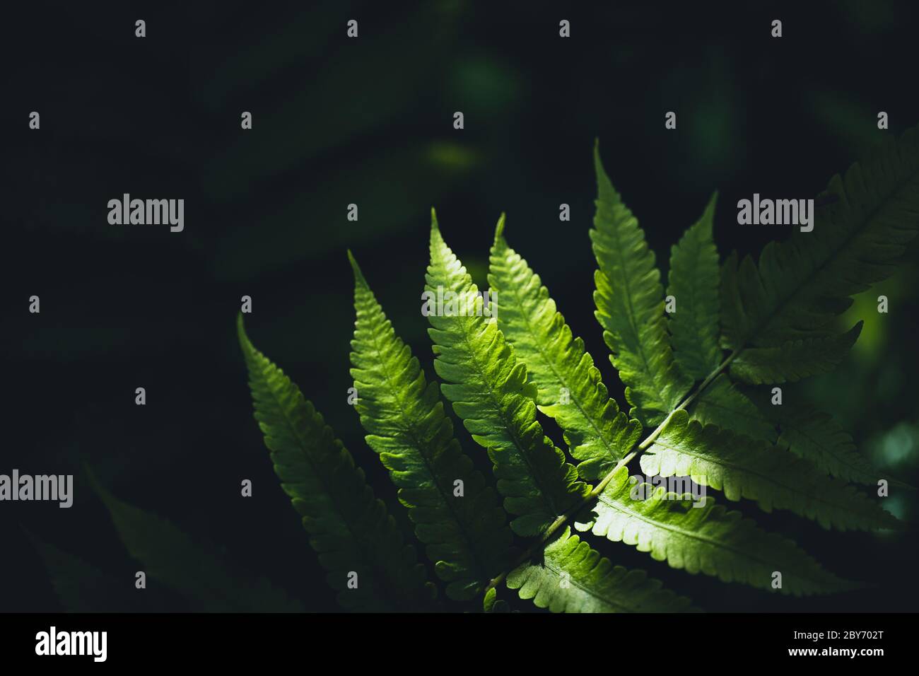 Close-Up Of Dark green leaves black background Stock Photo - Alamy