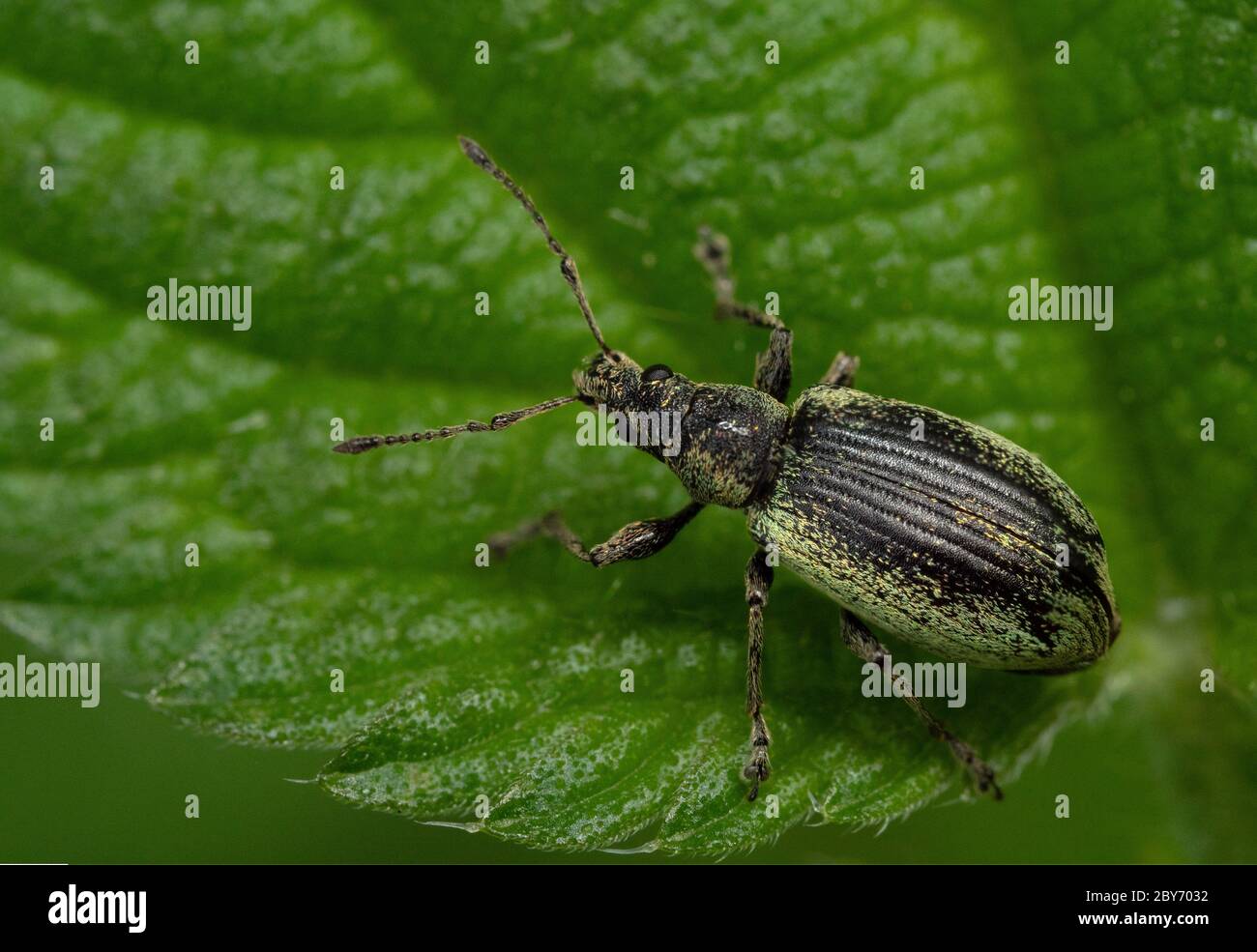 Close-up of a green beetle on a leaf Stock Photo