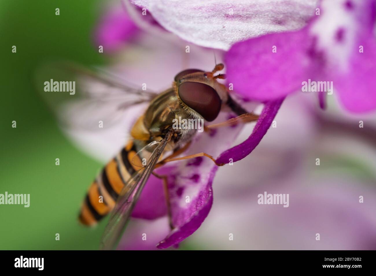 Close-up of small hoverfly on pink orchid Stock Photo
