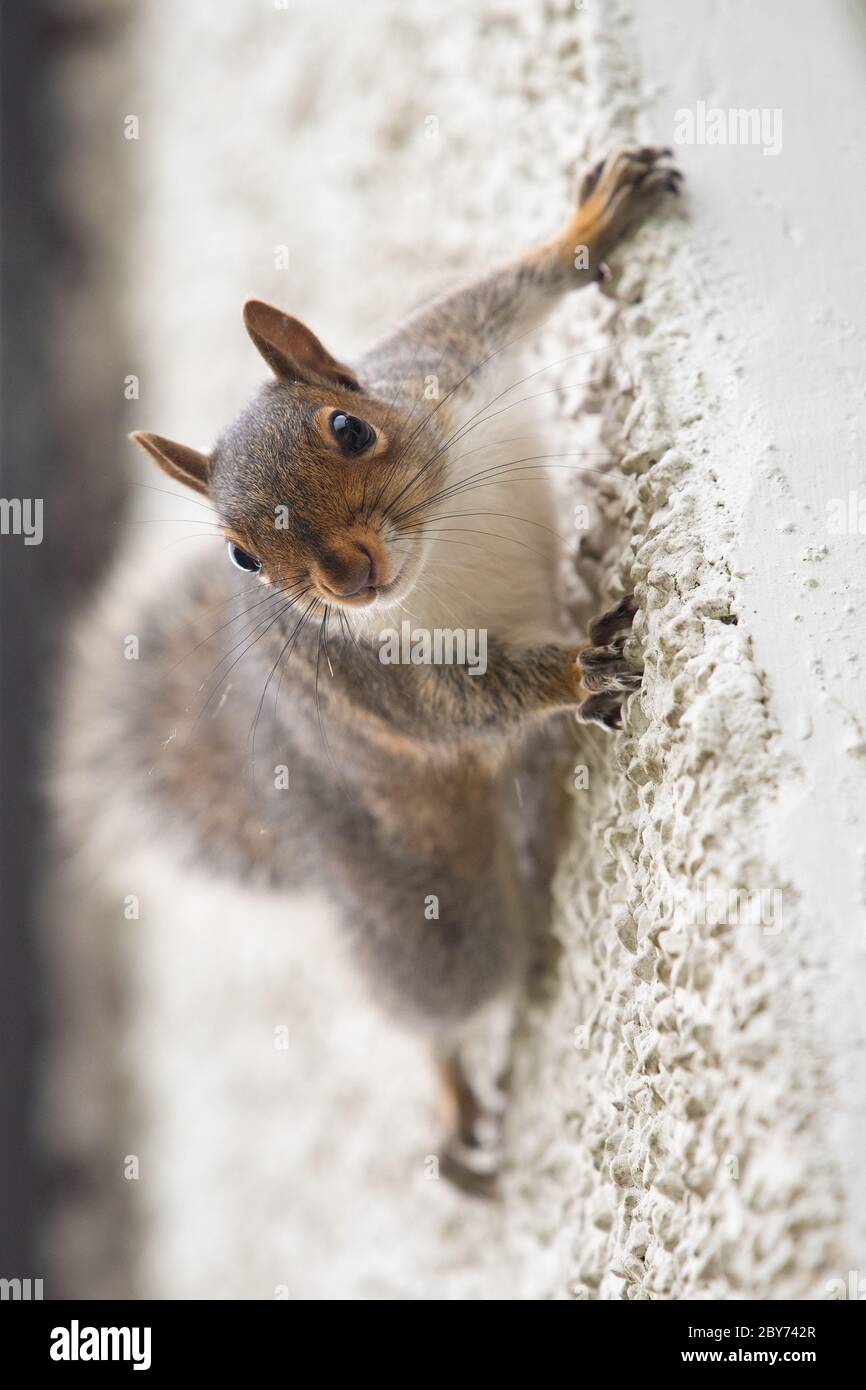 Squirrel climbing wall hi-res stock photography and images - Alamy