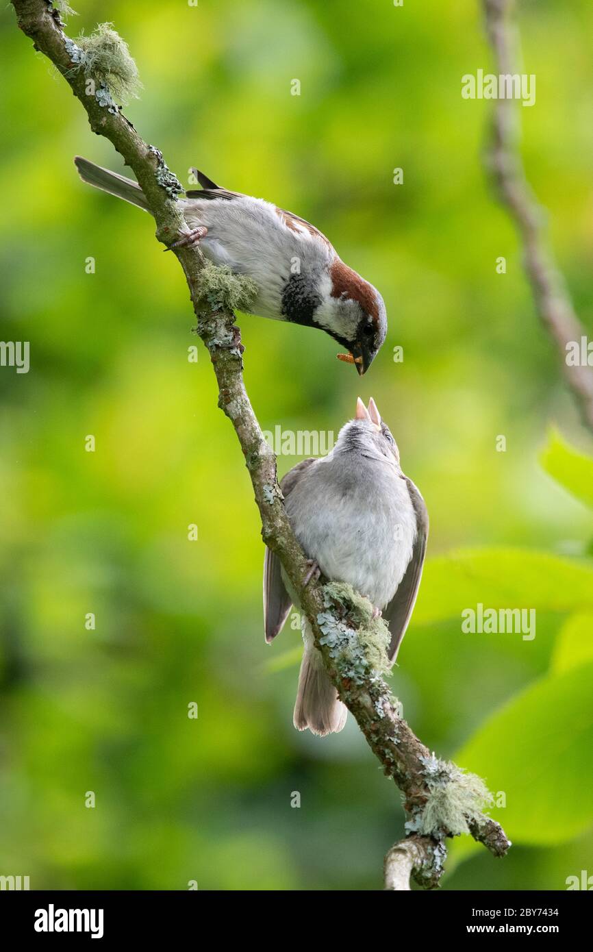 Male House Sparrow (Passer domesticus) feeding juvenile a mealworm on branch - Scotland, UK Stock Photo