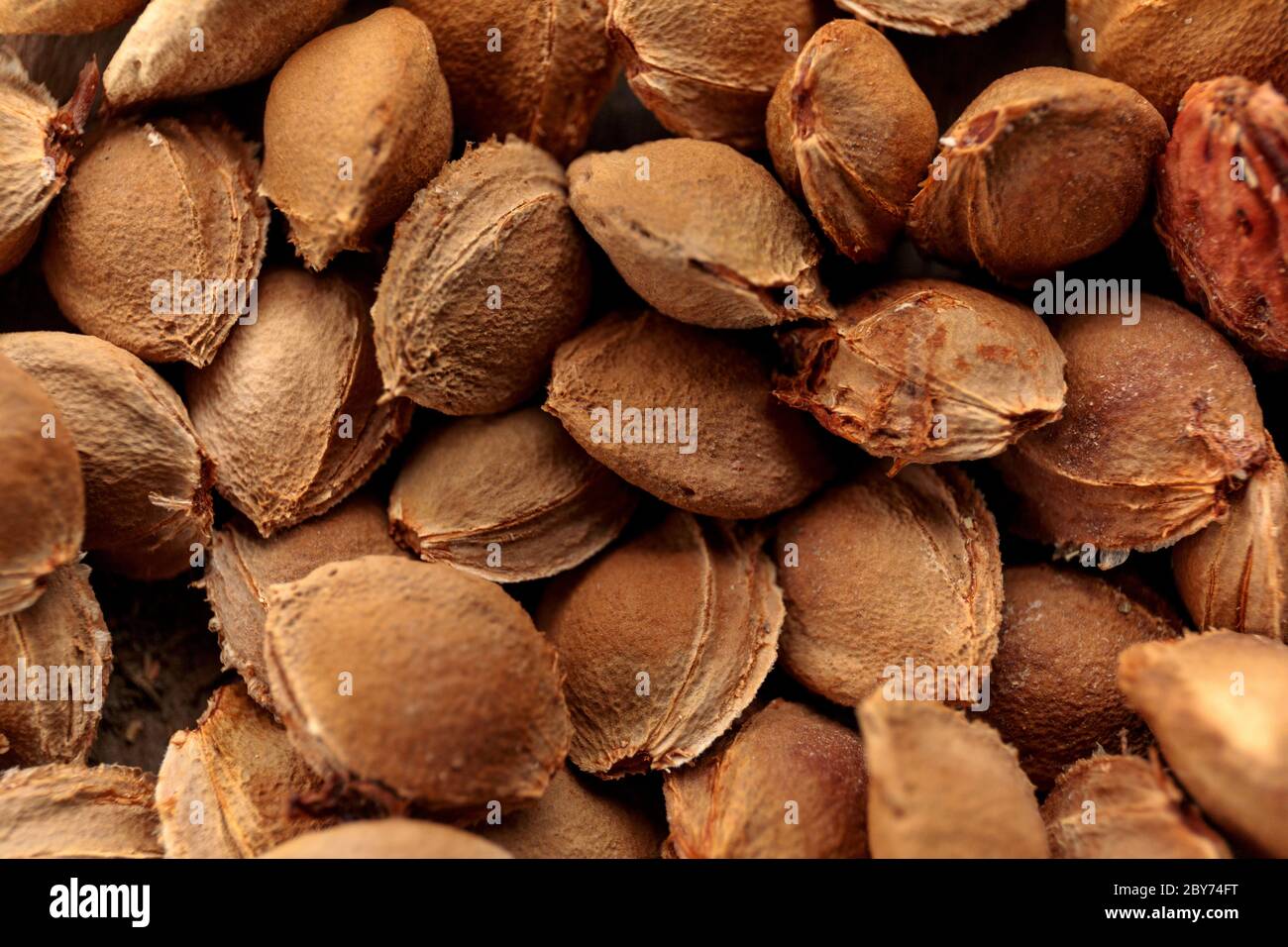 Bones of apricot. Seeds are stubble for sowing. An apricot seed Stock