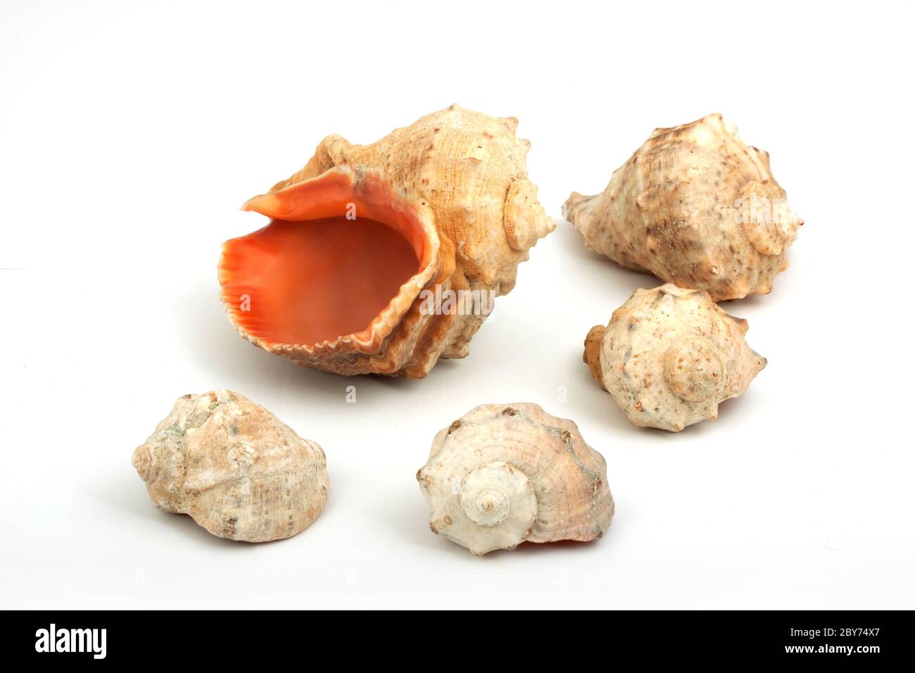 Five seashells isolated on a white background Stock Photo