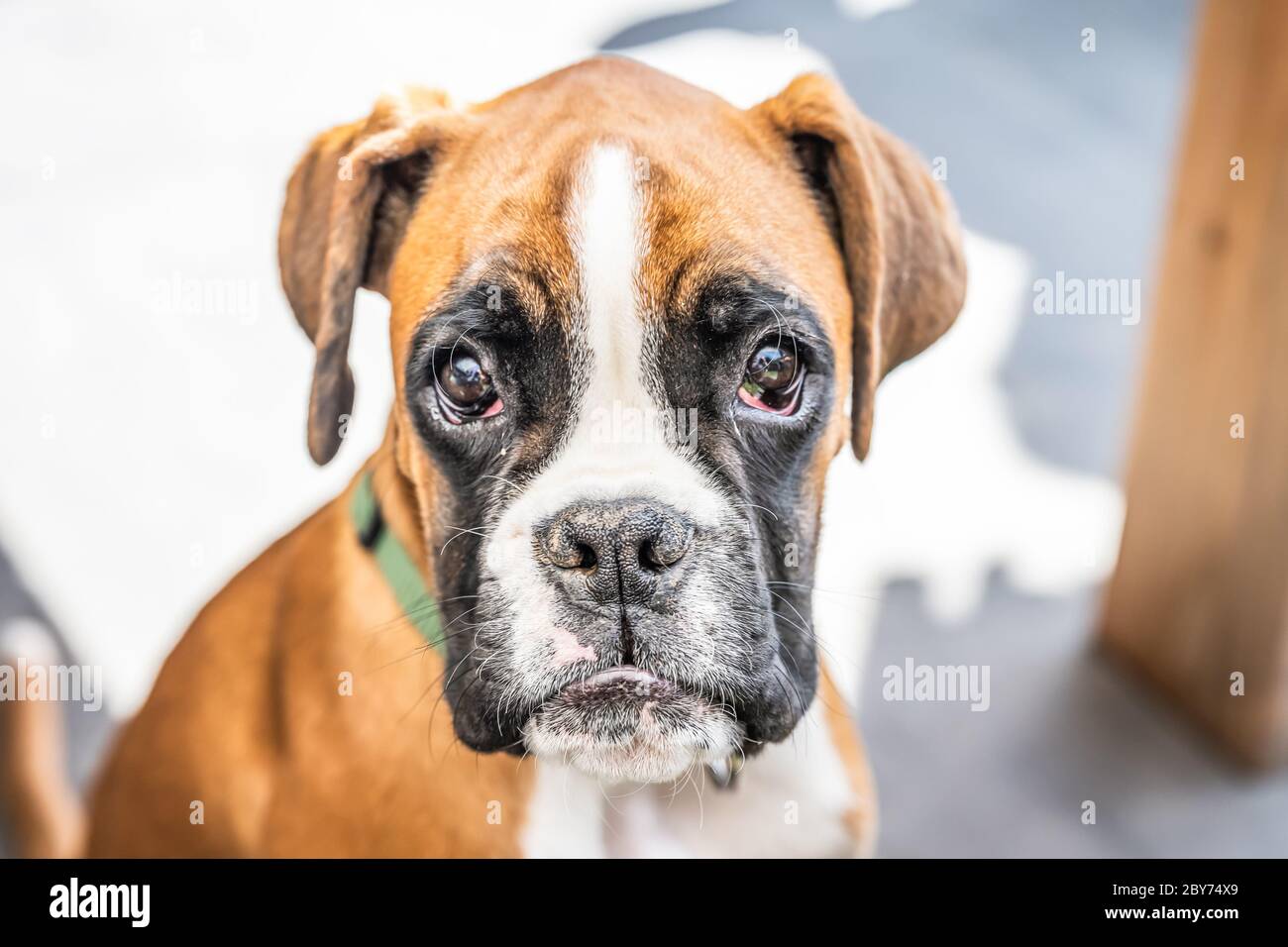 young purebred golden puppy german boxer dog Stock Photo - Alamy