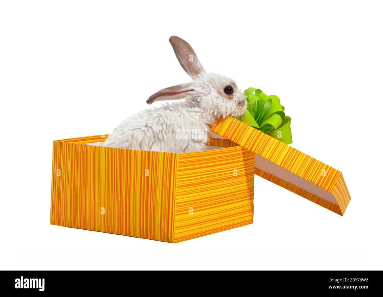 The rabbit in the yellow box Stock Photo - Alamy