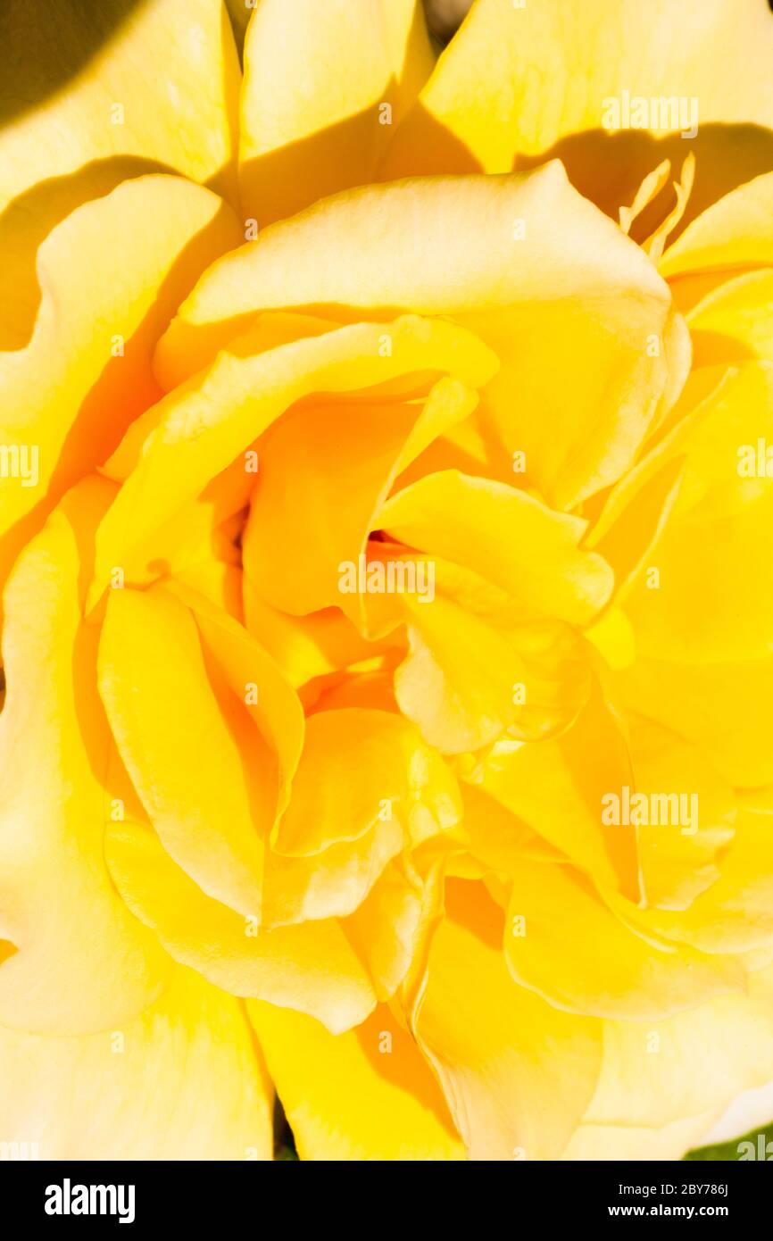 Yellow rose bloom, close-up, London, UK, spring Stock Photo