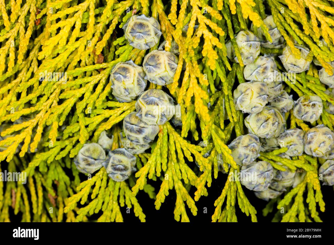 Lawson cypress (Chamaecyparis lawsoniana), leaves and immature cones, London, UK, spring Stock Photo