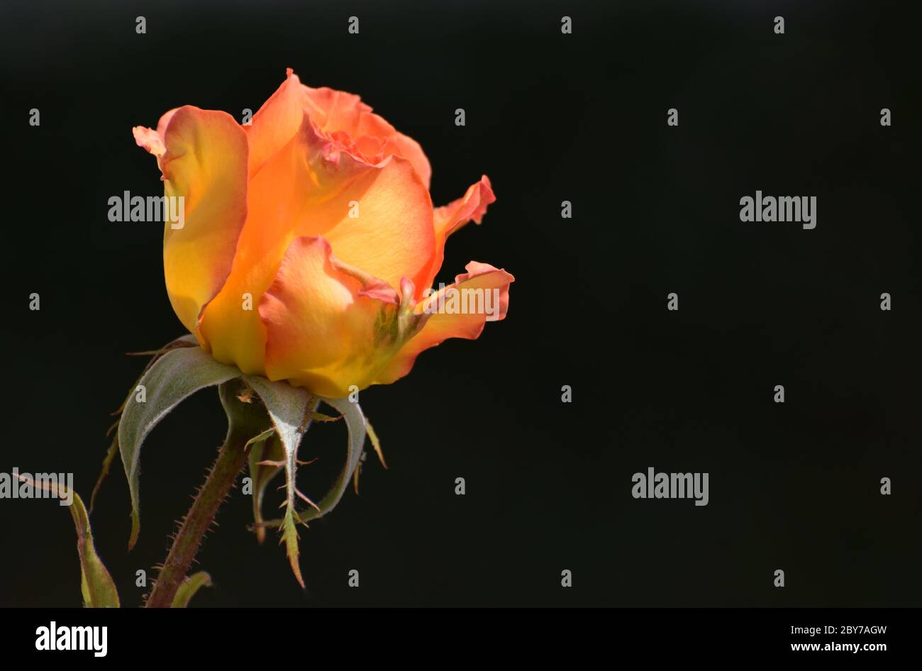 Orange and yellow rose flower against a black background with copy space Stock Photo
