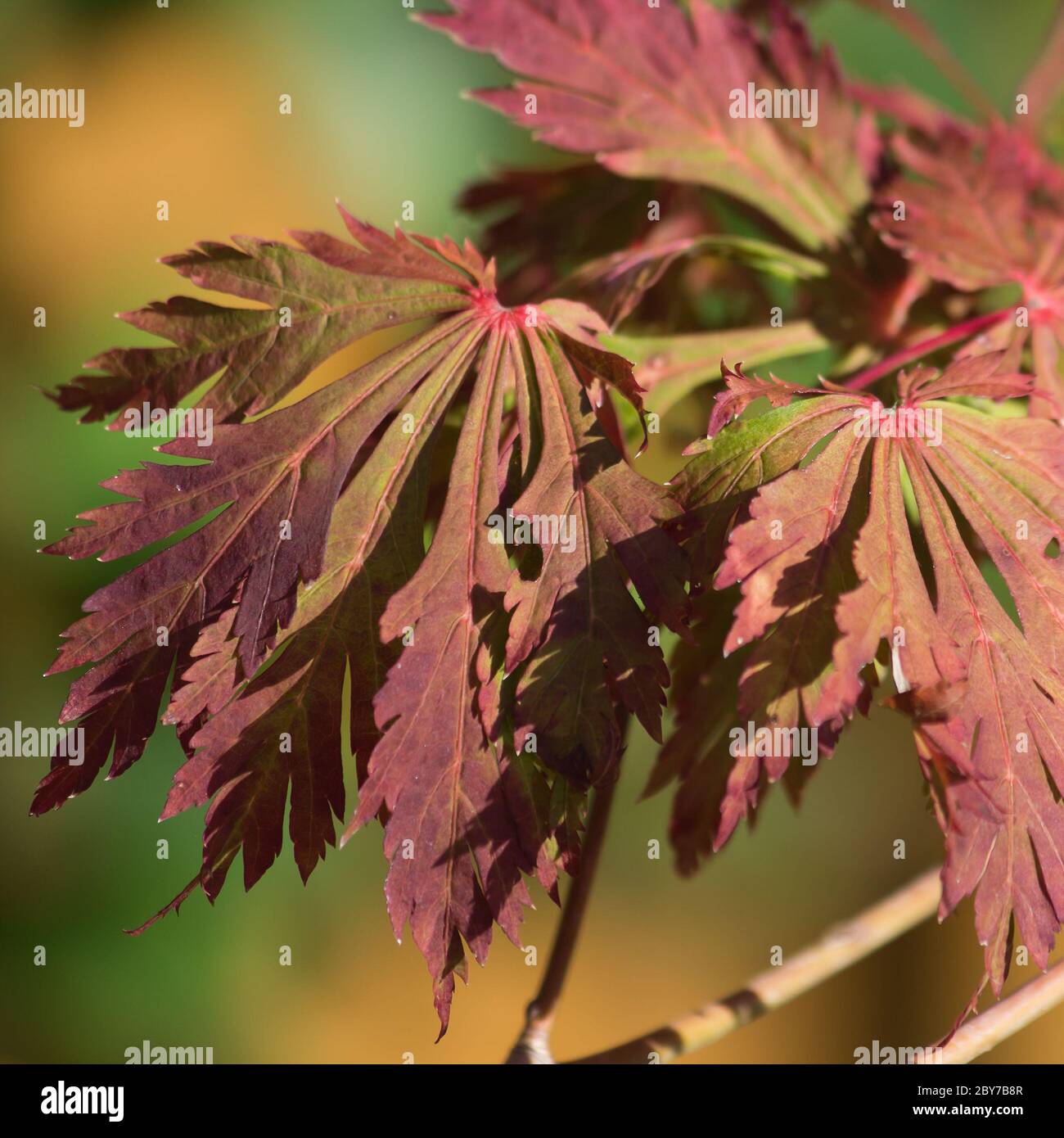 autumnal coloration of an fire maple leaf Stock Photo